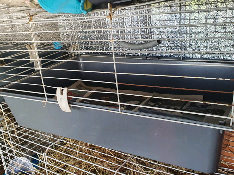 temporary guinea pig cage